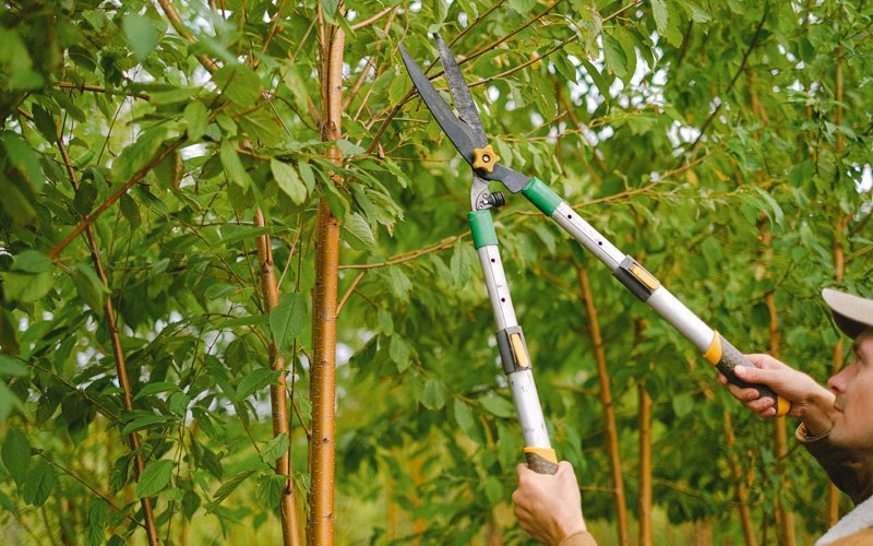 Tree trimming in Postville, IA